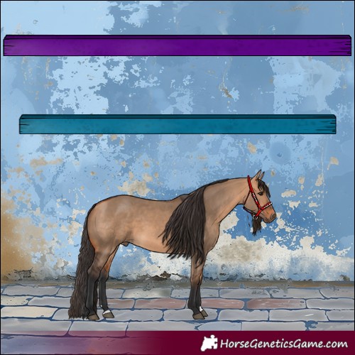 Horse Color:Bay Dun 
