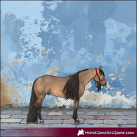Horse Color:Bay Dun 