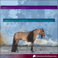 Horse Color:Bay Dun