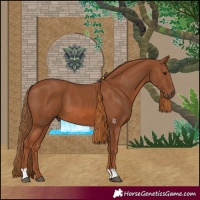 Horse Color:Chestnut 