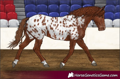 Horse Color:Chestnut Appaloosa 