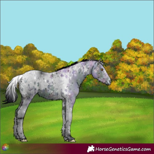 Horse Color:ERROR: UNKNOWN ANOMALY