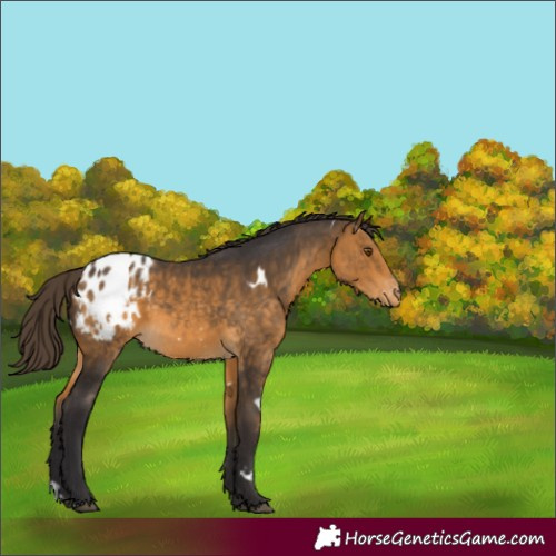 Horse Color:White Spotted Buckskin Varnish Rabicano 
