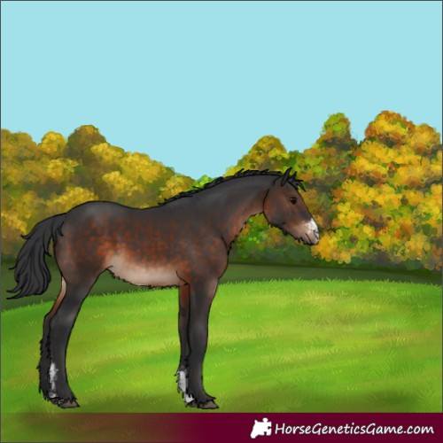 Horse Color:Brown Sabino 