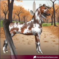Horse Color:White Spotted Bay 