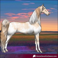 Horse Color:White Spotted Buckskin Pearl 