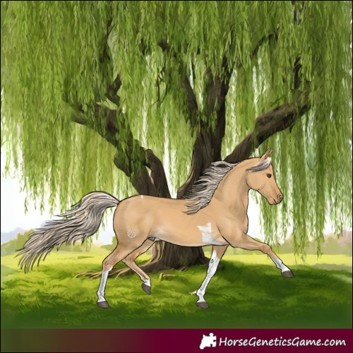Horse Color:Palomino Dun Tobiano 