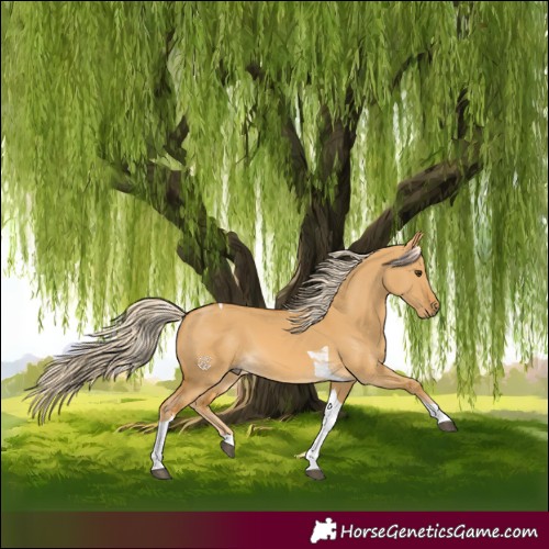 Horse Color:Palomino Dun Tobiano 