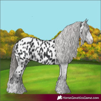 Horse Color:Black Near Leopard 