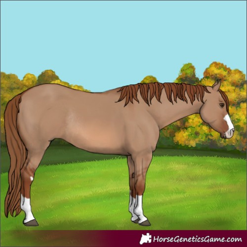Horse Color:Red Dun Rabicano 