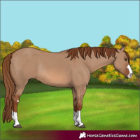 Horse Color:Red Dun Rabicano 