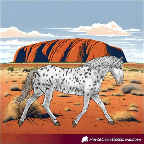 Horse Color:Smoky Black Appaloosa 