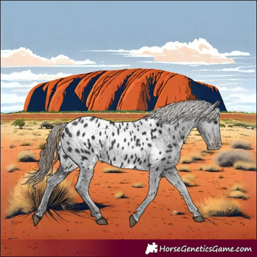 Horse Color:Smoky Black Appaloosa 