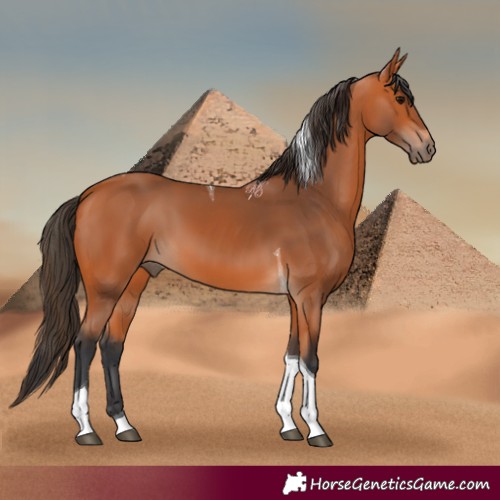Horse Color:Bay Tobiano 