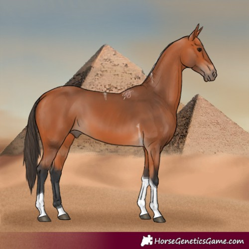 Horse Color:Bay Tobiano 