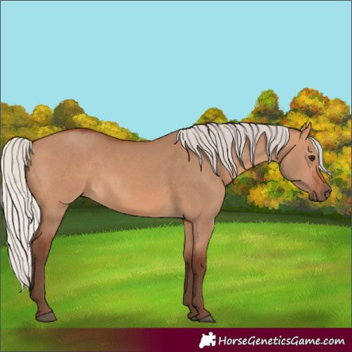 Horse Color:Silver Bay Dun 