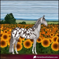 Horse Color:Liver Chestnut Appaloosa