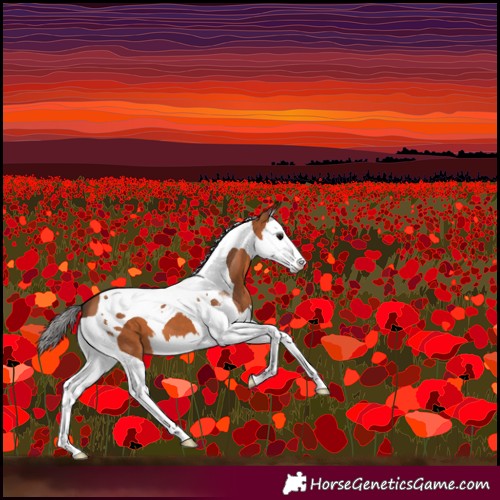 Horse Color:Bay Splash Tobiano 