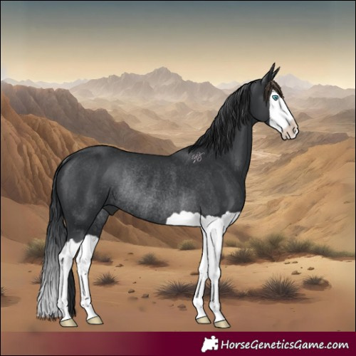 Horse Color:Black Splash Rabicano 
