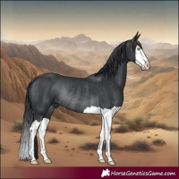 Horse Color:Black Splash Rabicano 