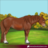 Horse Color:Chestnut 