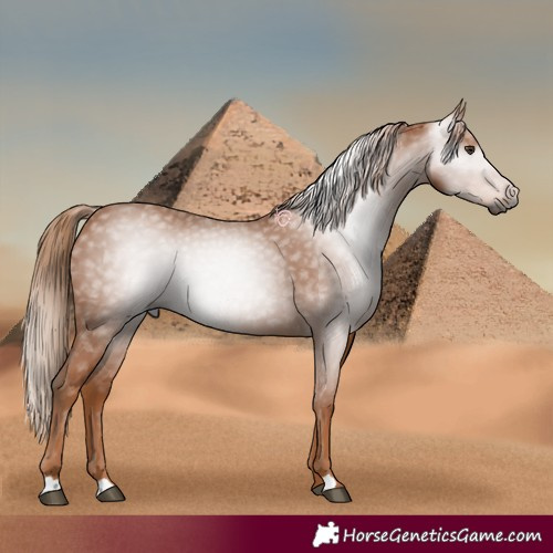 Horse Color:Gray Chestnut 