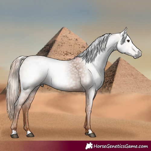 Horse Color:Gray Chestnut 