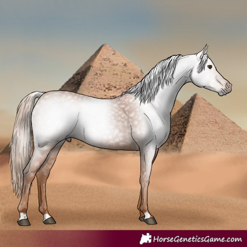 Horse Color:Gray Chestnut 