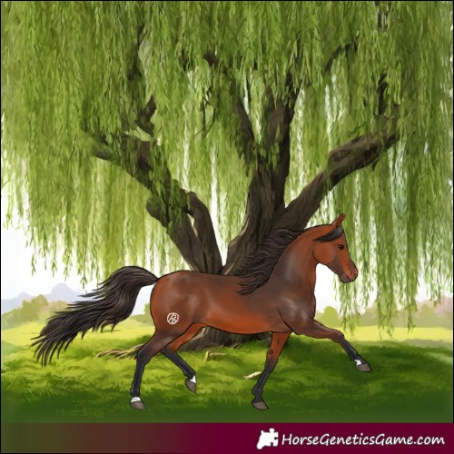 Horse Color:Bay 