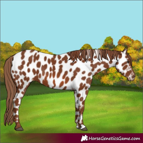 Horse Color:Chestnut Appaloosa 