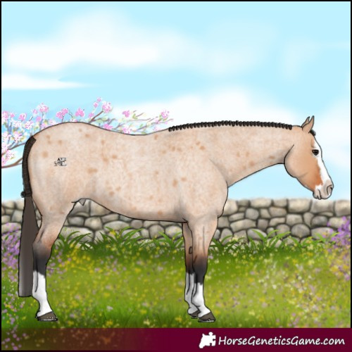Horse Color:Bay Roan Dun Splash 