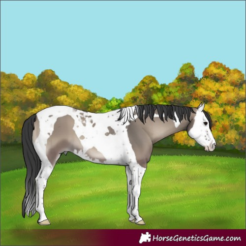 Horse Color:Grullo Onyx Splash Tobiano 