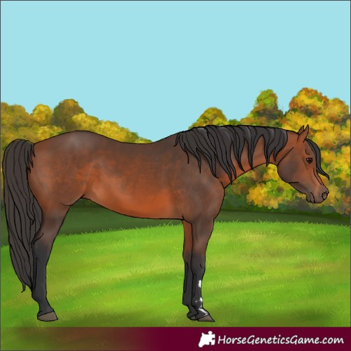 Horse Color:Bay 