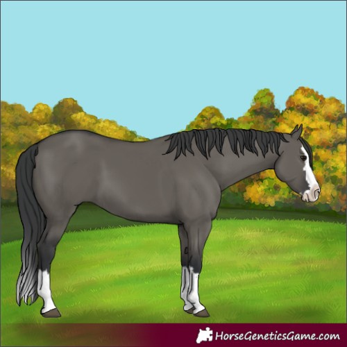 Horse Color:Grullo Splash
