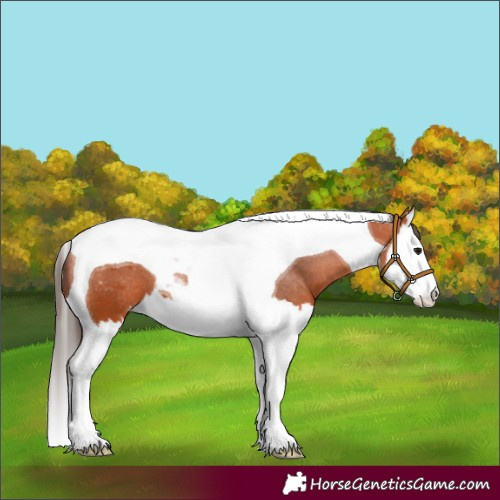 Horse Color:Bay Splash Tobiano Appaloosa