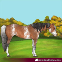 Horse Color:White Spotted Bay Rabicano
