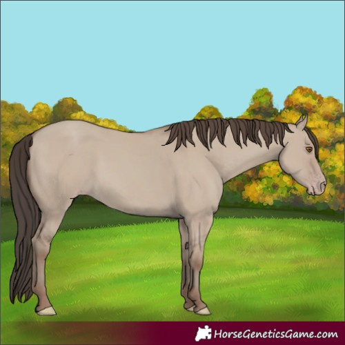 Horse Color:Classic Champagne Dun 