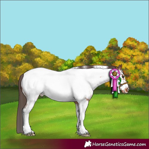 Horse Color:Bay Sabino Frame Near Fewspot 