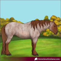 Horse Color:Red Roan 
