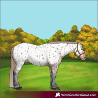 Horse Color:Bay Dun Near Leopard Rabicano 