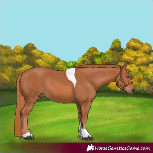 Horse Color:Chestnut Tobiano Rabicano 