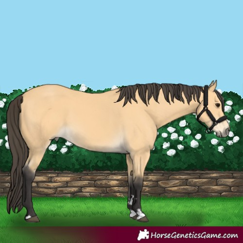Horse Color:Buckskin
