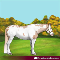 Horse Color:Chestnut Splash Frame Appaloosa