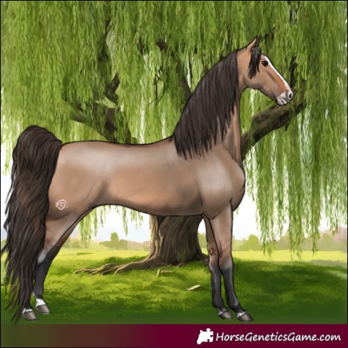 Horse Color:Bay Dun Splash 