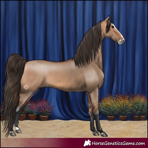 Horse Color:Bay Dun Splash 