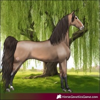 Horse Color:Bay Dun Splash 