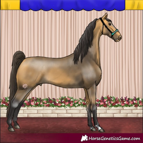 Horse Color:Buckskin 