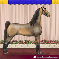 Horse Color:Buckskin 