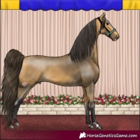Horse Color:Buckskin 