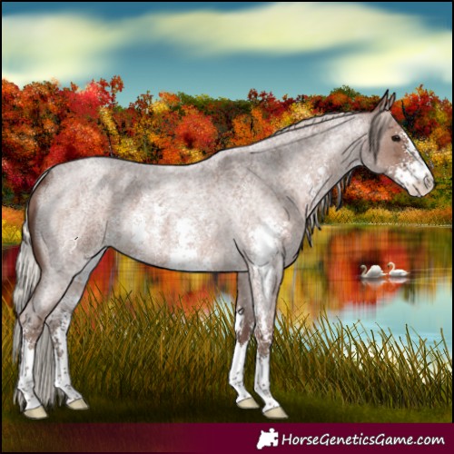 Horse Color:Silver Blue Roan Sabino 